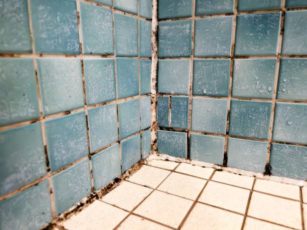  Graham, NC Mold Removal Pros