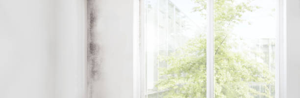  Graham, NC Mold Removal Pros