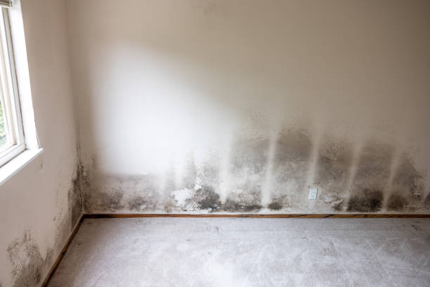 Best Air Quality Testing for Mold Spores  in Graham, NC