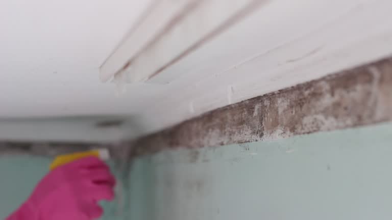 Best Biohazard Mold Removal  in Graham, NC